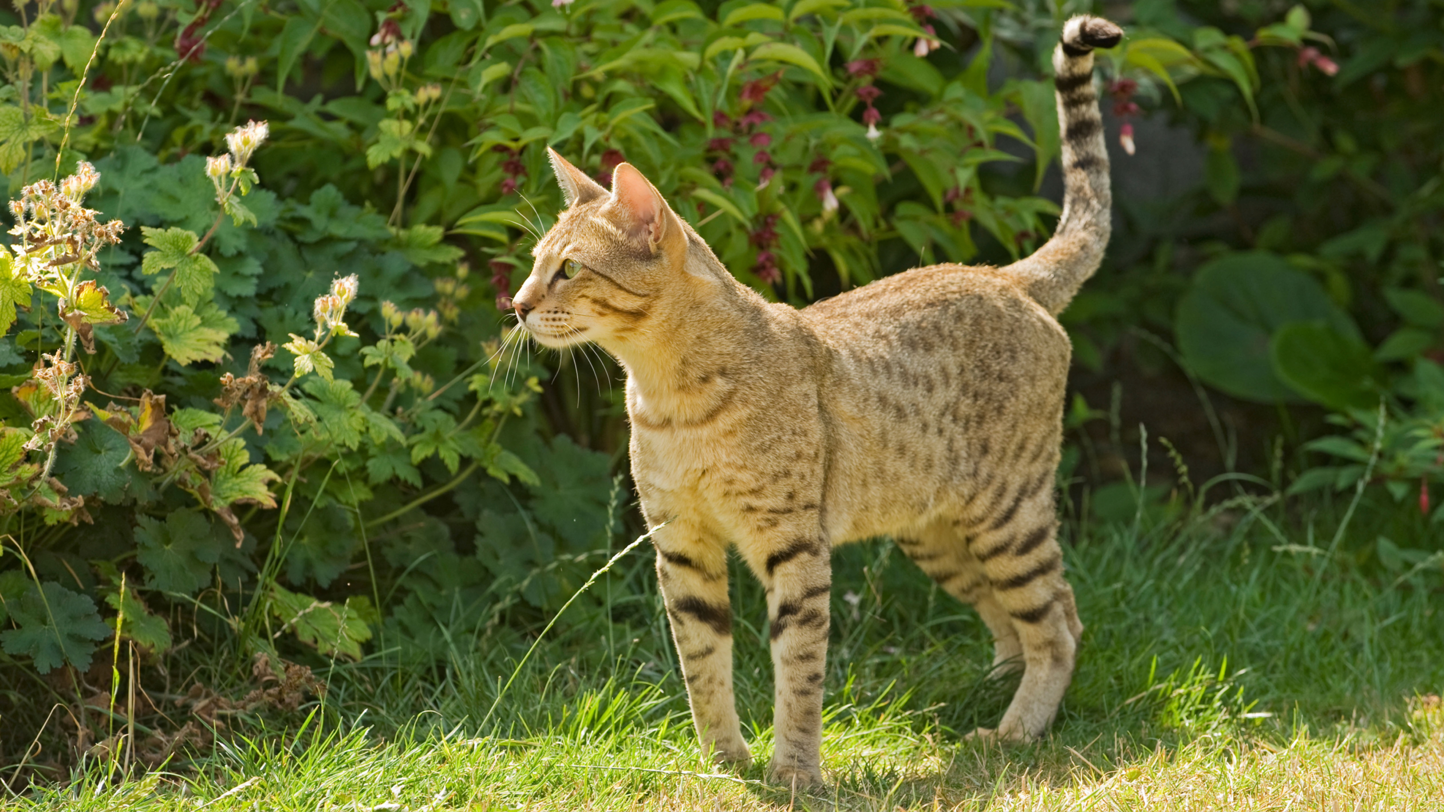 Serengeti cat