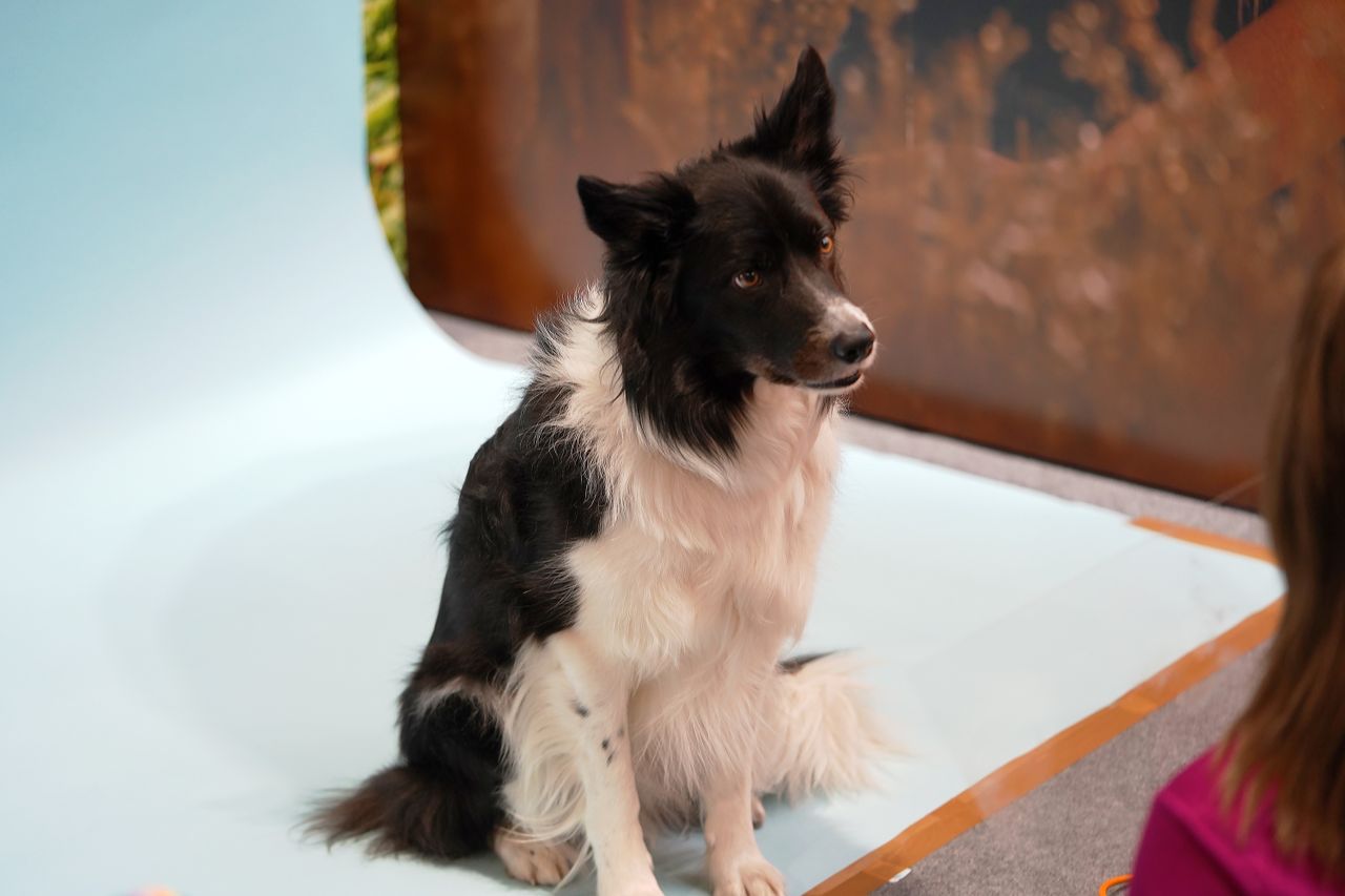 The dogs that stole our hearts at The Photography and Video Show 2022