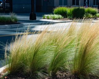 Feather reed grass blowing in the wind