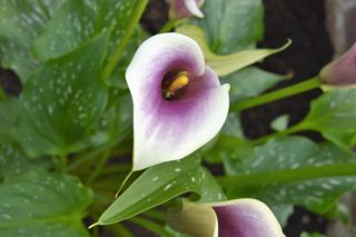 tropical plants - Calla lily