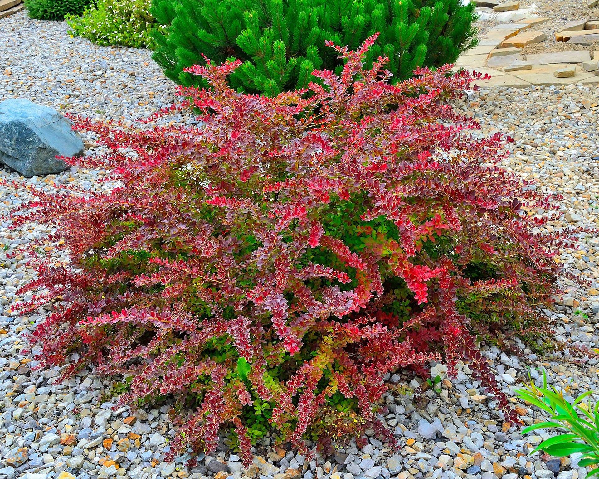 Barberry Care And Growing Guide How To Look After Berberis Gardeningetc