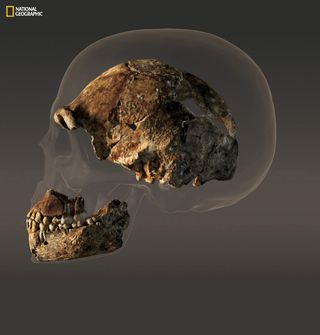 Homo Naledi Skull