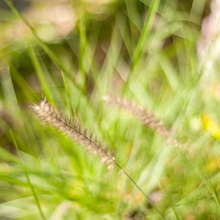 beige grass stem with green in background