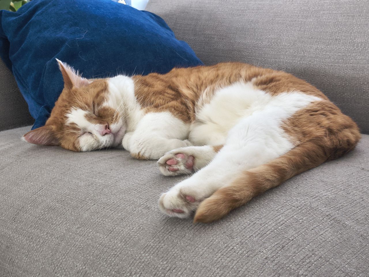 Photos of cats, gardens, and home interiors captured by the Motorola Razr 2026