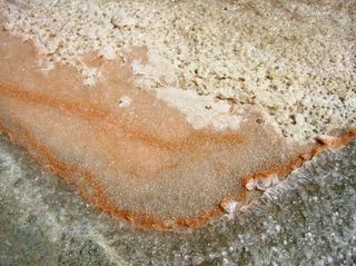 Orange-coloured halophilic algae Dunaliella salina within sea salt.