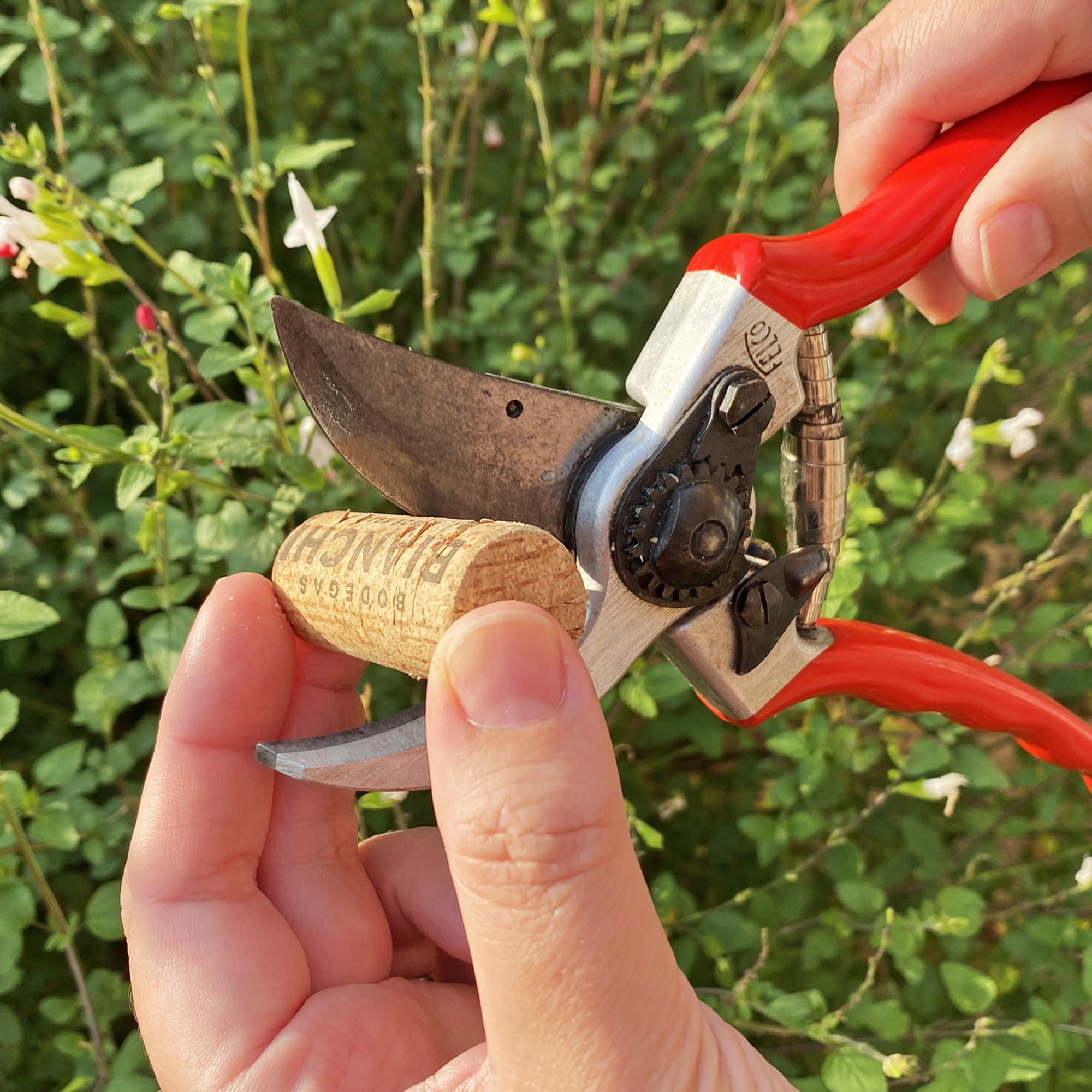 Sharpening hand pruners with a wine cork