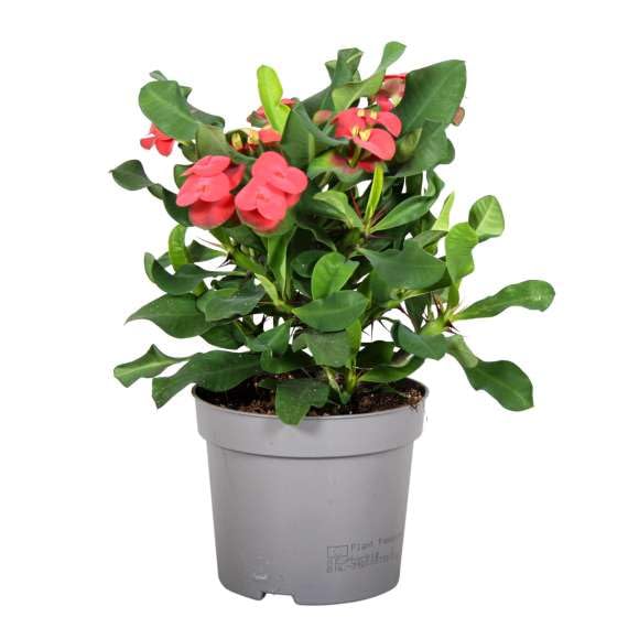 Euphorbia Milii Cardinal Red Flower- Crown of Thorns Succulent House Plant in 13&amp;Oslash; Pot