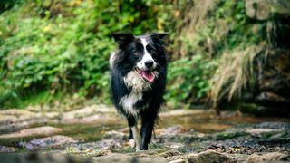 Border Collie walking in the forest