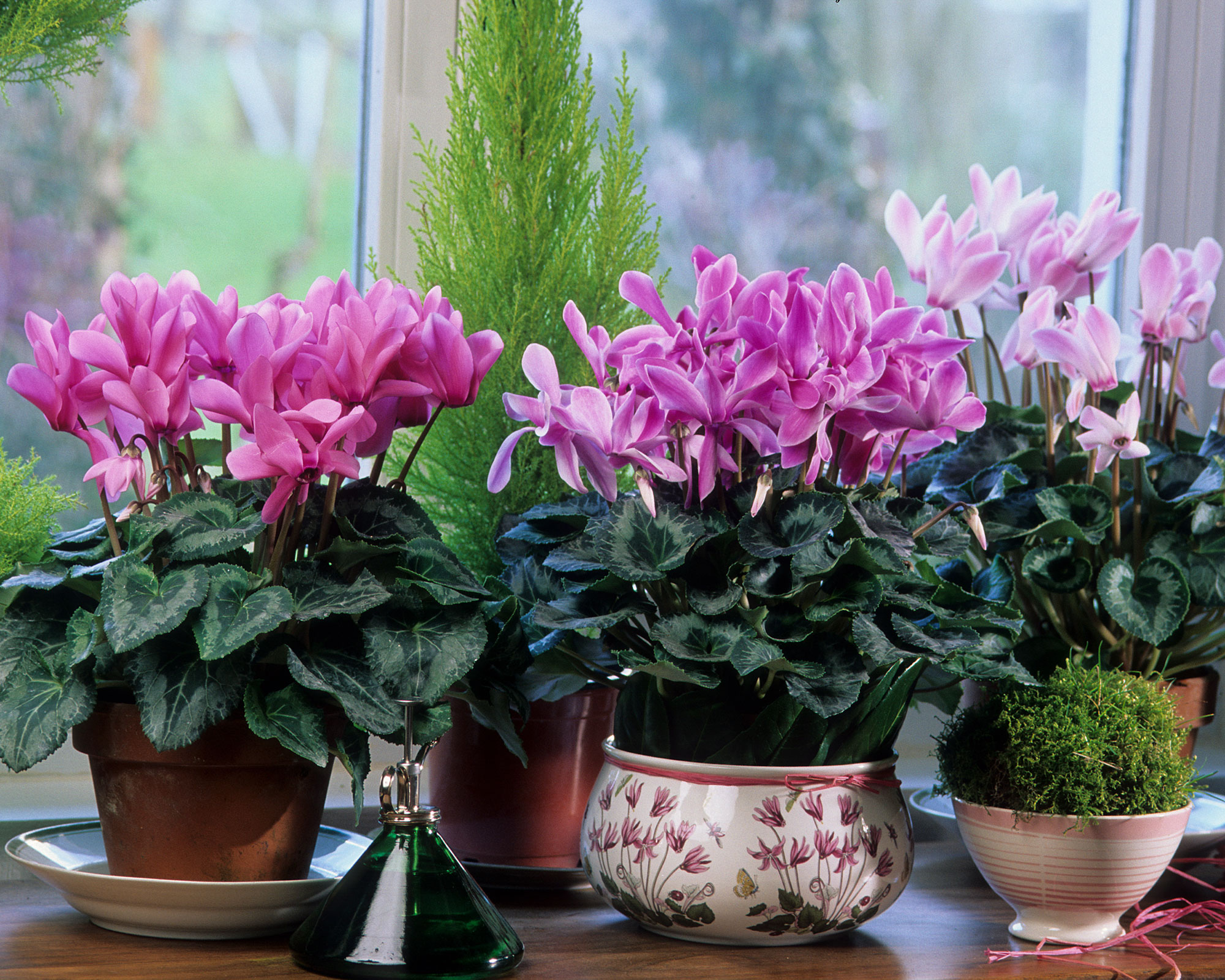 Cyclamen plant care and growing tips: indoor plant advice | Gardeningetc