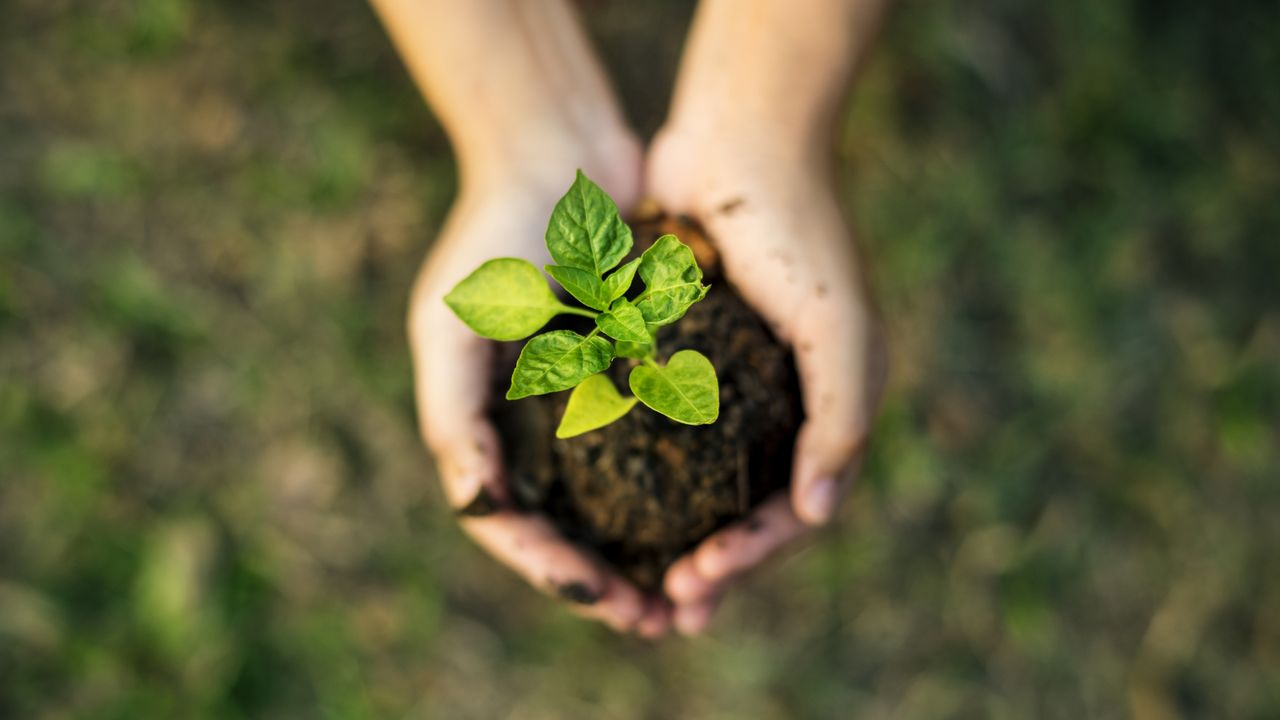 hands holding a small plant in soil