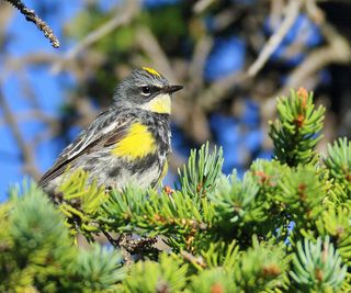 Douglas fir with yellow rumped warbler sitting on a branch