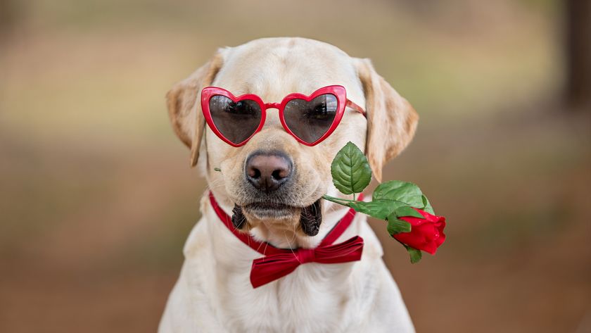 Labrador wearing heart-shaped glasses and holding rose in his mouth for Valentine’s Day