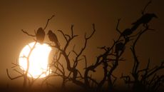 Birds sit on a branch in from of a partial solar eclipse on Oct. 25, 2022