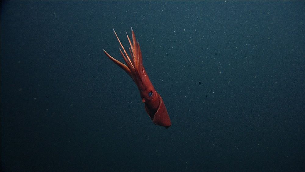 DO NOT REUSE this picture of a squid in Monterey Canyon.