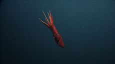 DO NOT REUSE this picture of a squid in Monterey Canyon.