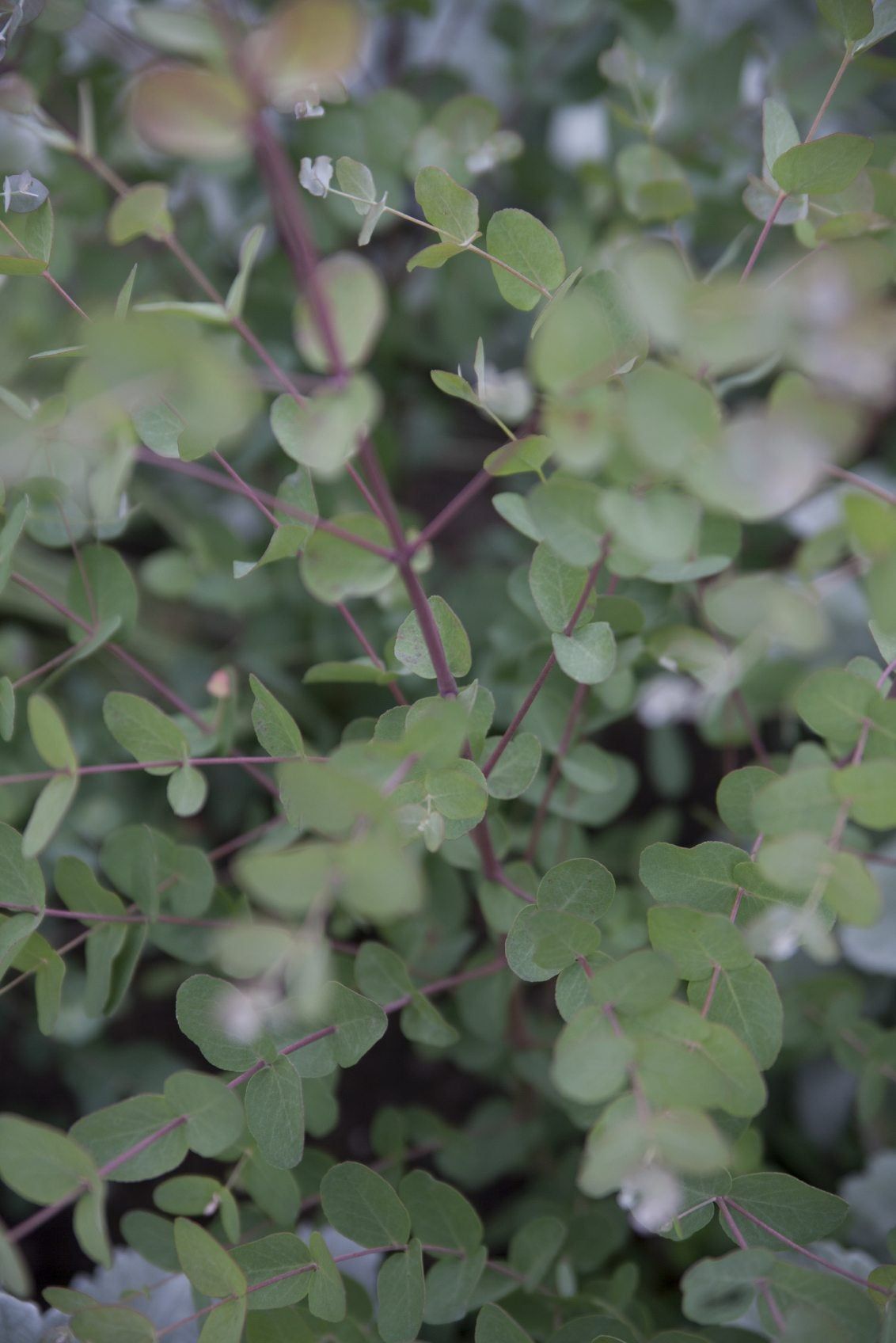 Eucalyptus Tree