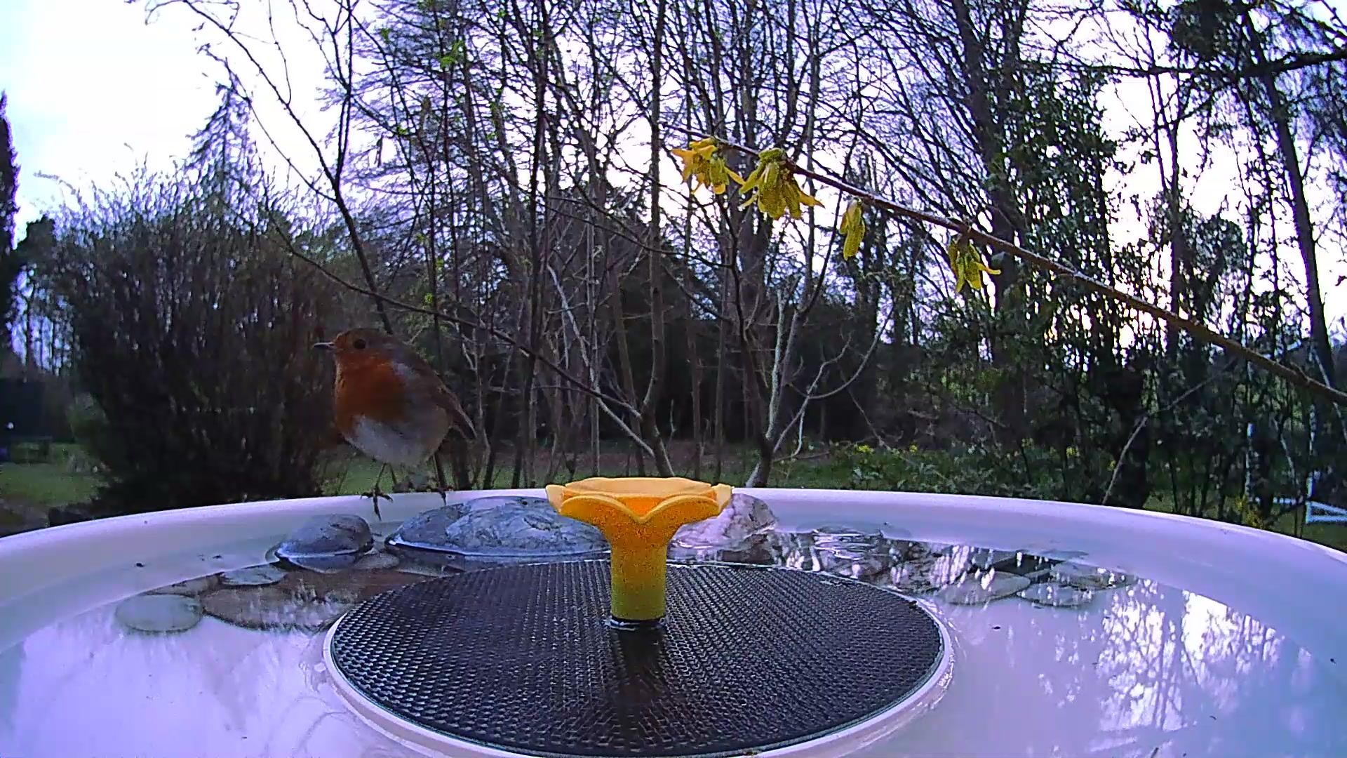 View from the Birdfy Bird Bath Pro's camera, set in a wild garden among trees, with a European Robin visiting the device