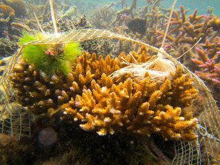 With the fish removed the coral is bleached by contact with the seaweed, but not where the artificial alga is in contact.