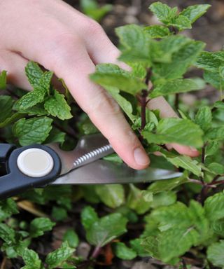 A mint plant being pruned with secateurs