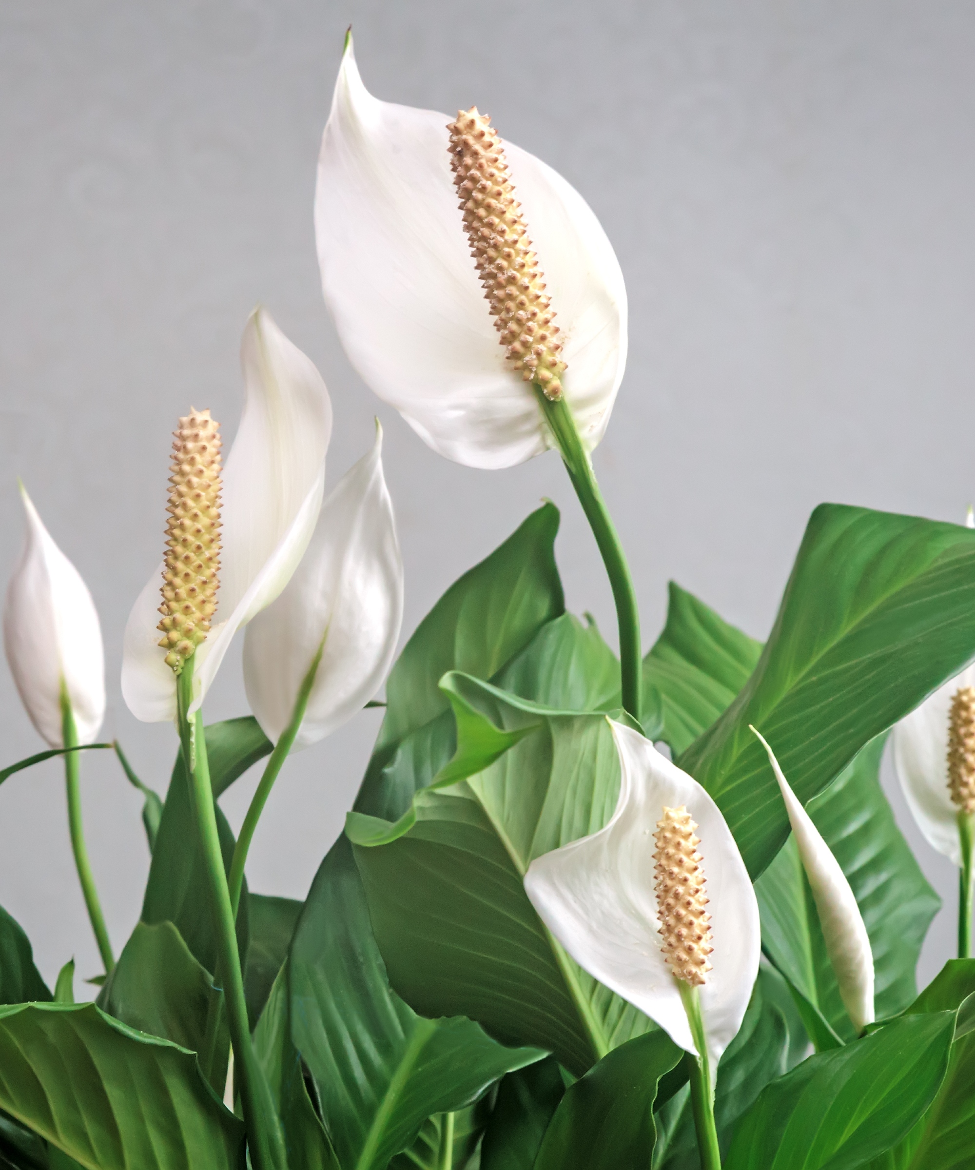 How do you revive a droopy peace lily? Fast and easy Homes & Gardens