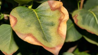 Sunburned leaf