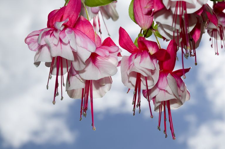 Trailing tender fuchsia plant with large double candy pink and white flowers