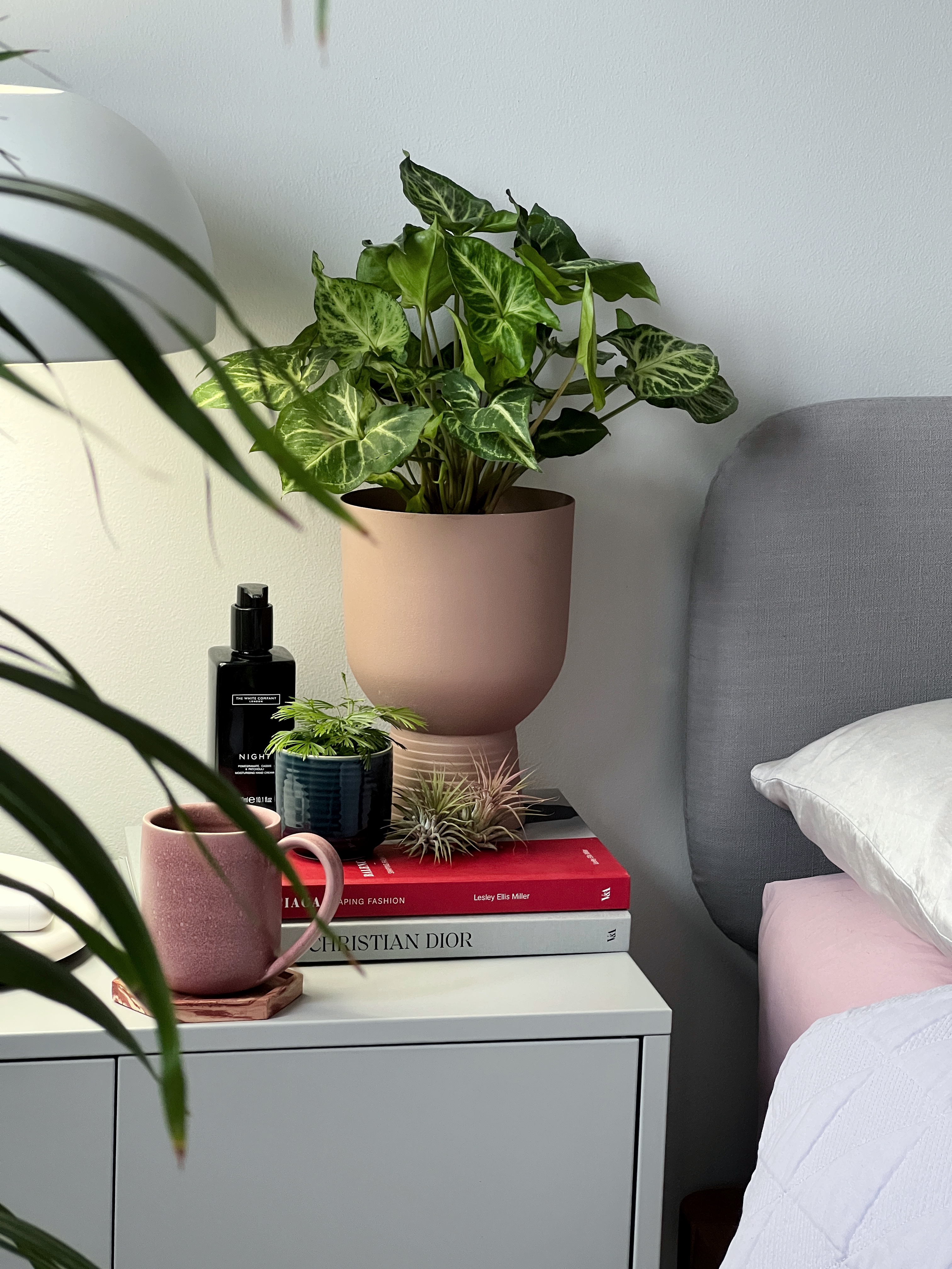 A potted houseplant on a side table