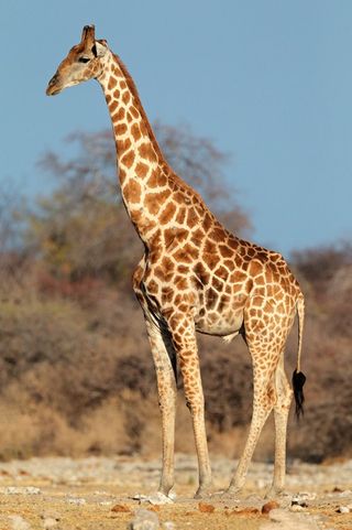 Giraffes have unusually skinny legs for such large animals, but specialized bone structure allows them to support immense weight.