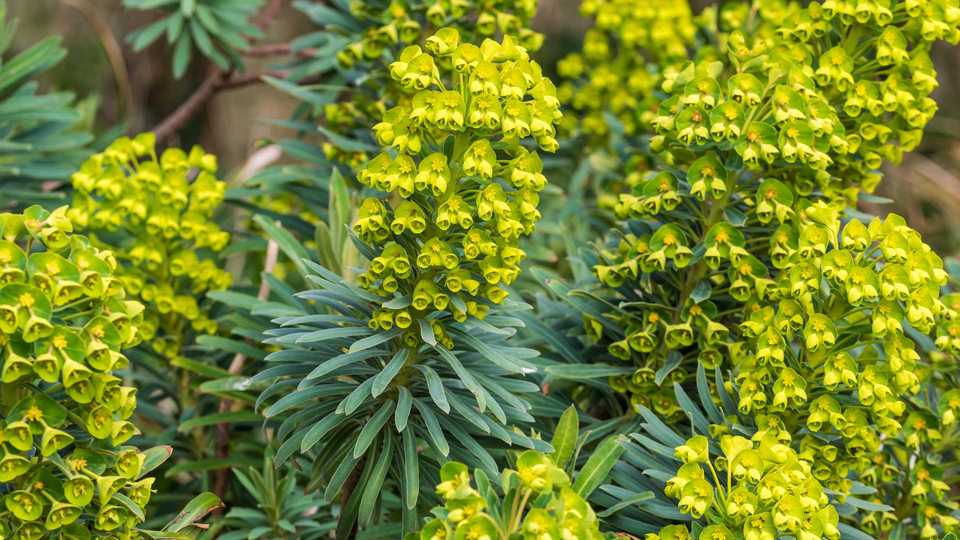 Euphorbia characias subsp. wulfenii with flowers