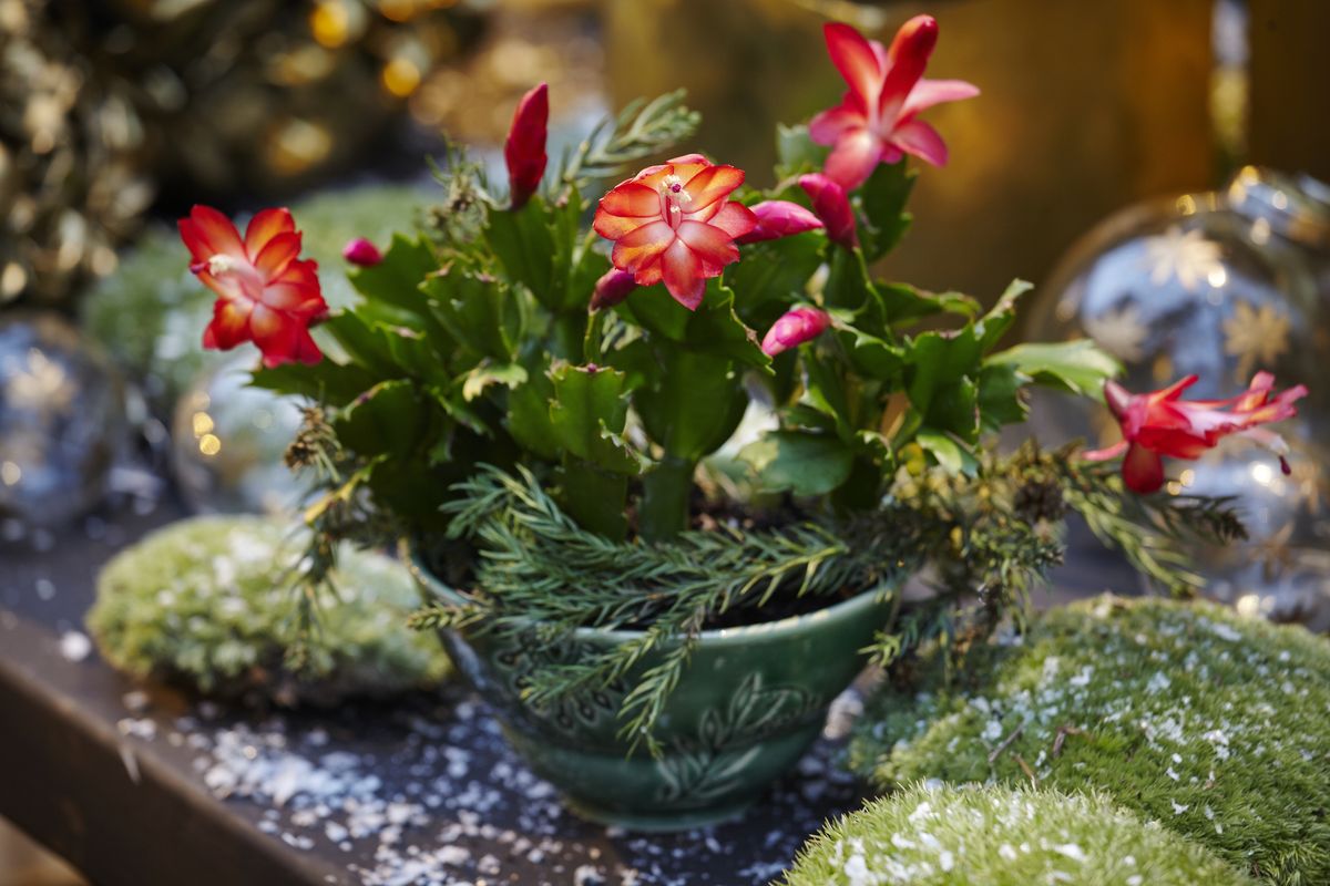 How to repot a Christmas cactus – for maximum longevity