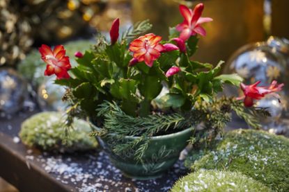 Christmas cactus