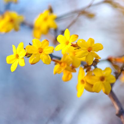 Winter flowering jasmine against a bright blue sky