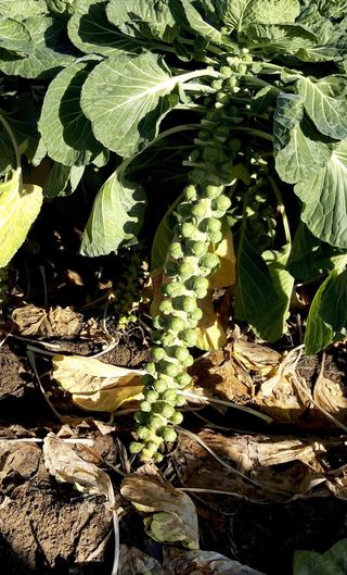 brussels sprouts Gladius F1