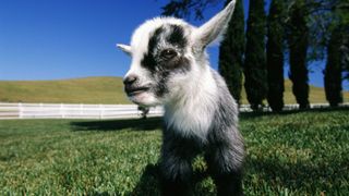 Most unusual pets - Pygmy Goat