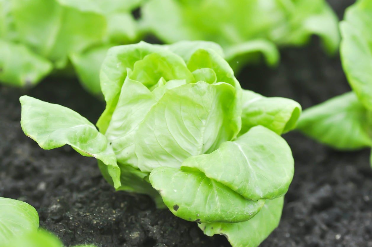 Small Divina Lettuce Plant