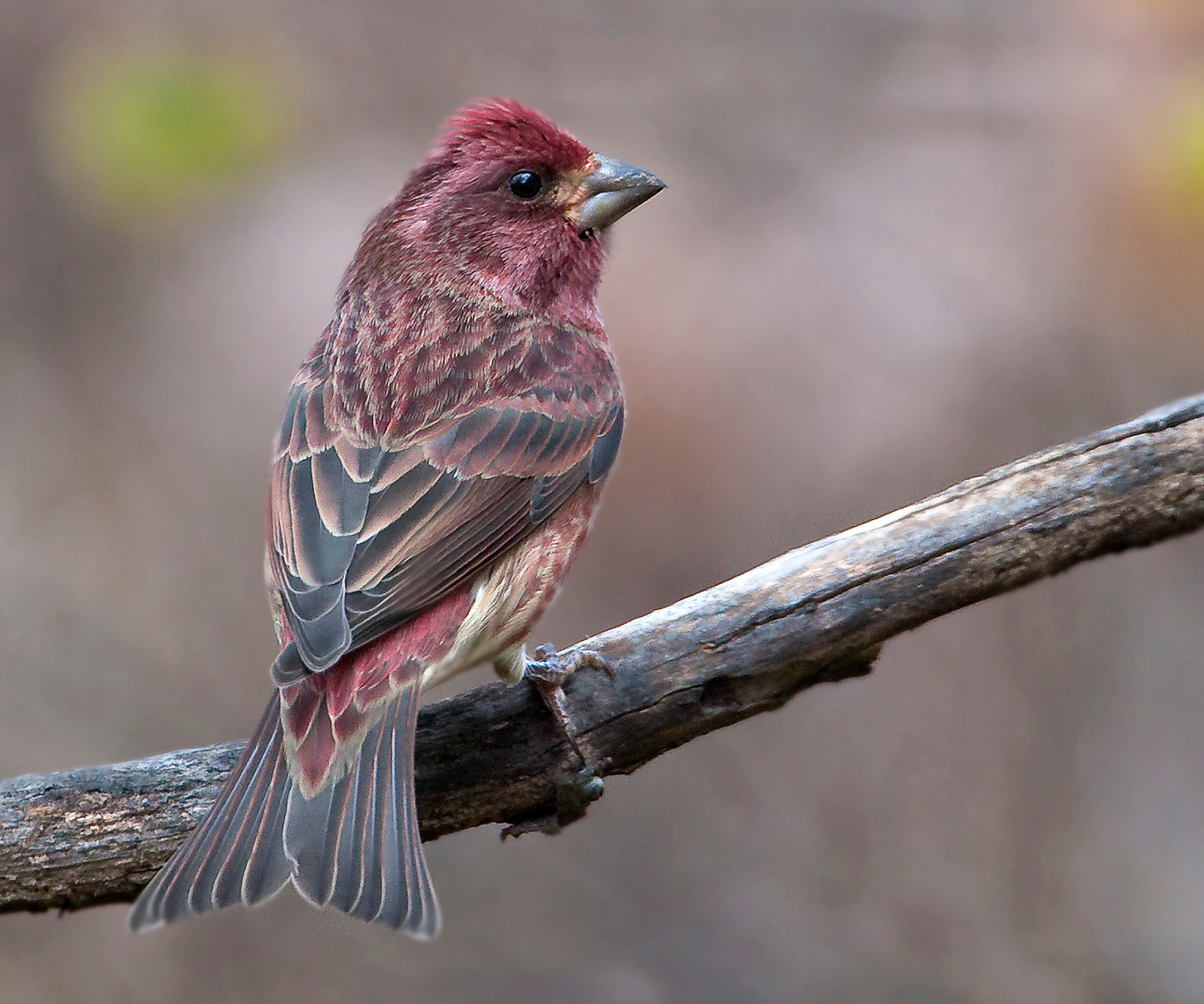 The state birds of the USA
