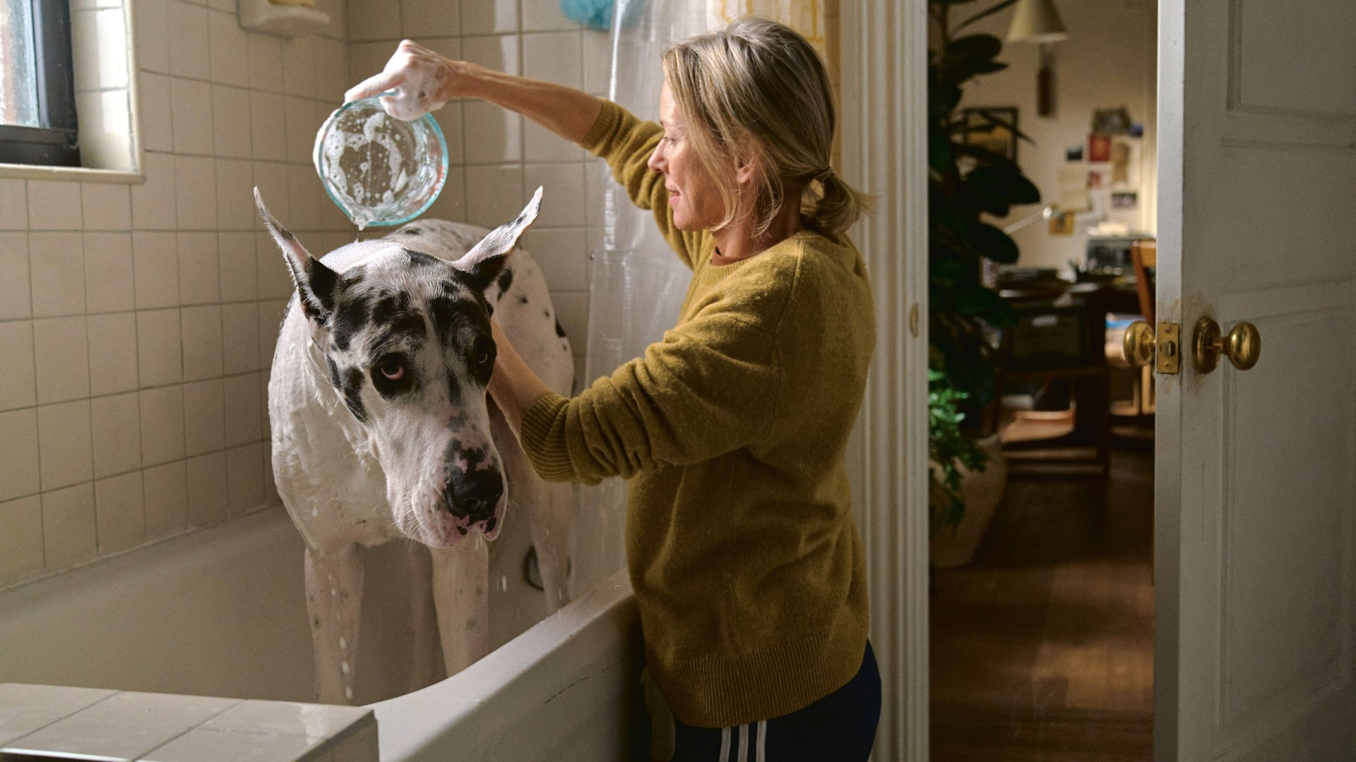 The Friend: a 'graceful' but flawed dog movie