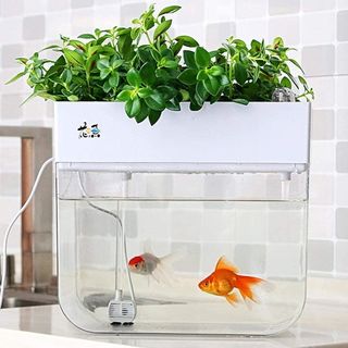 Bighave mini aquaponic ecosystem fish tank containing goldfish with plants growing from the top.