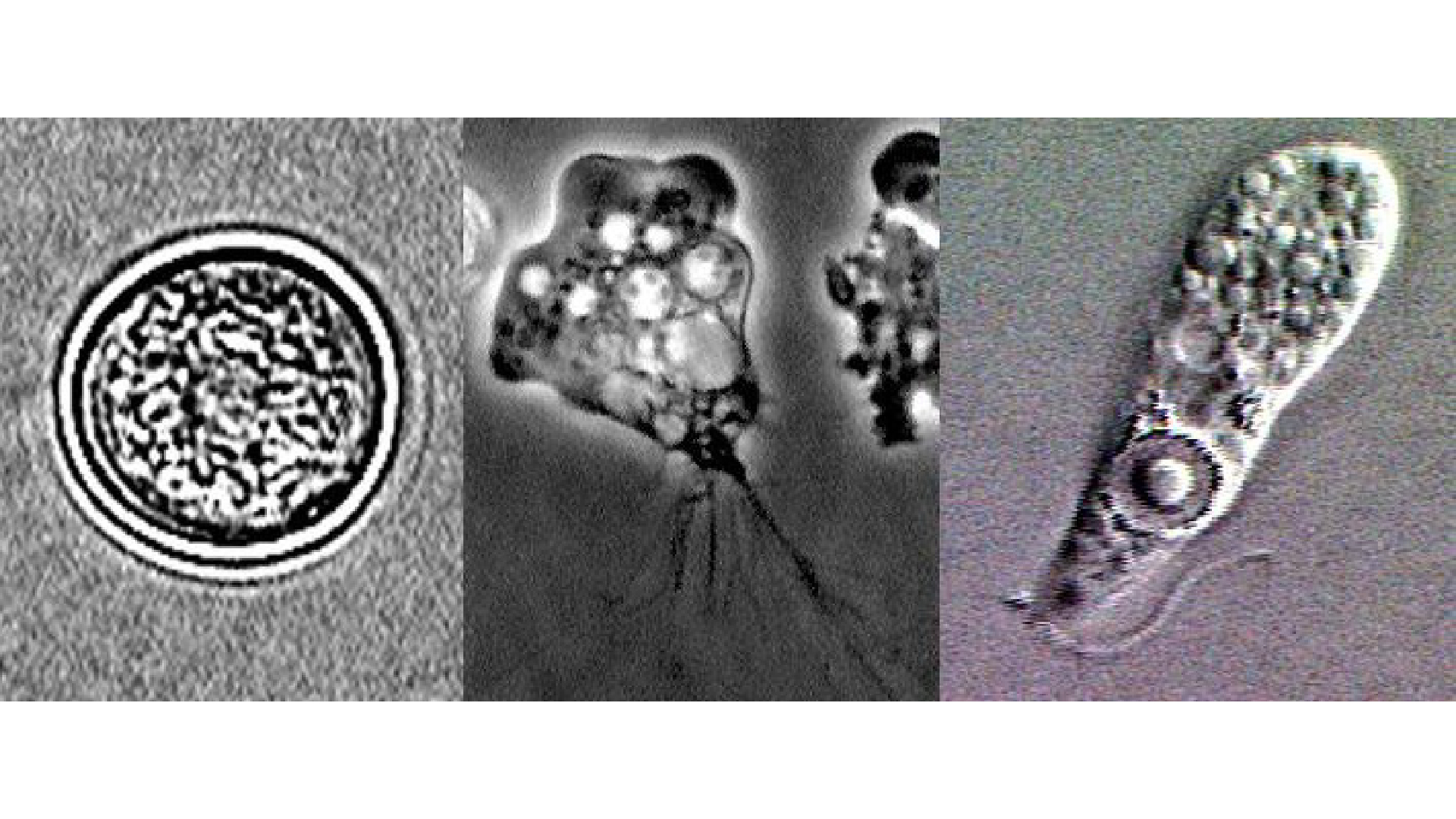 Microscope images of the three life cycles of N. fowli