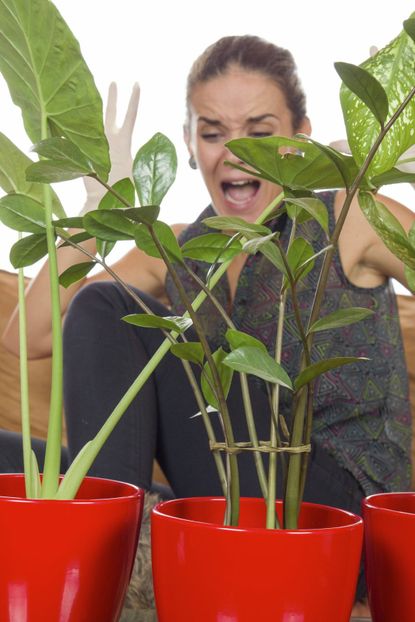 Woman With A Surprised Expression Looking At Indoor Potted Plants