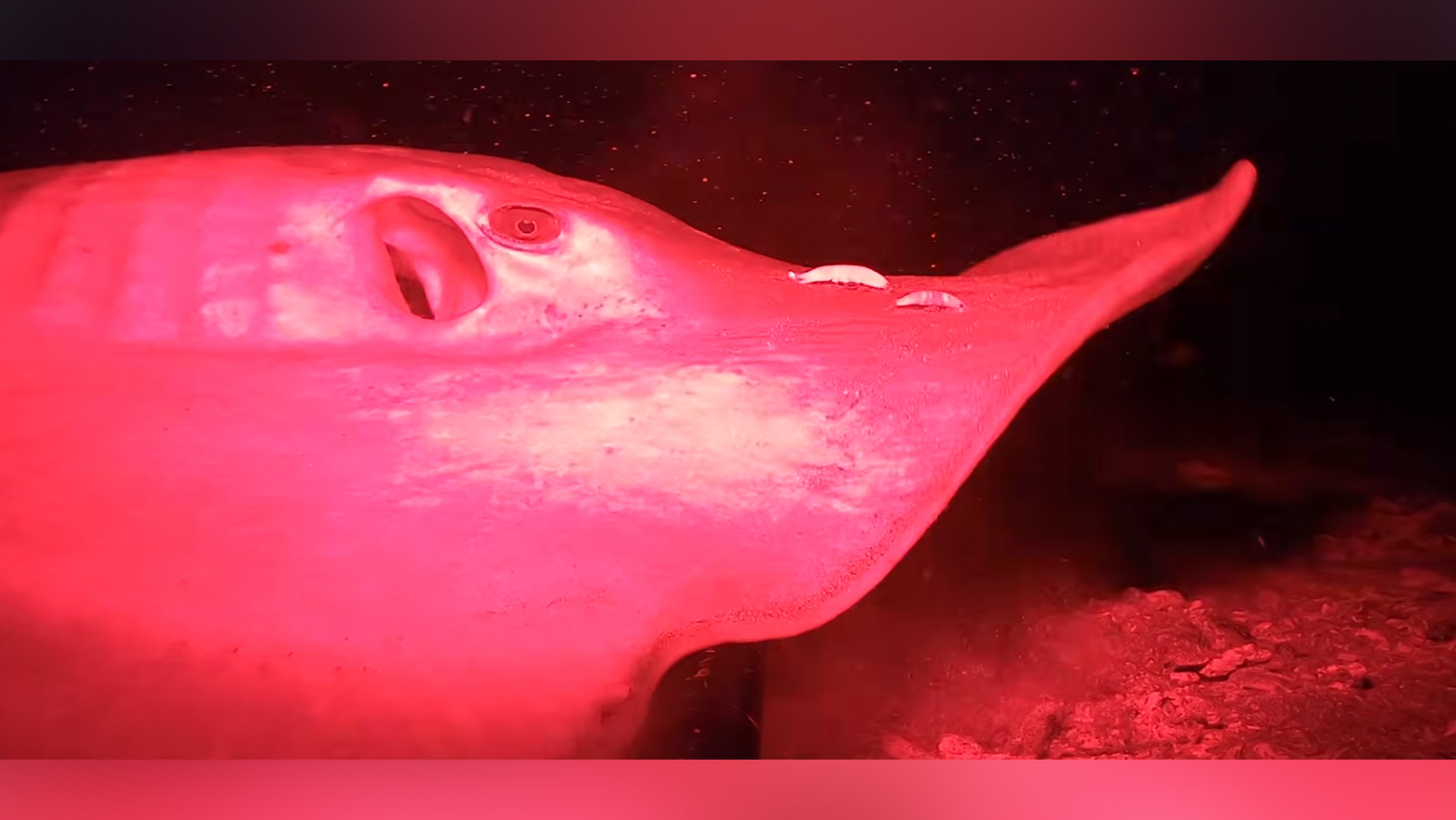 A sea creature swims in the dark depths of the ocean.