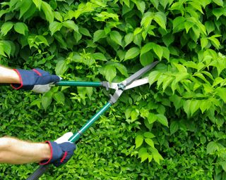 gardener trimming hedge with shears
