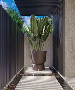 tropical plant in a large planter on a small balcony