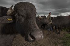 Napton Farm's water buffalo with farmer James Hill who has been on the farm since he was three years old. Photograph: Richard Cannon/Country Life Picture Library