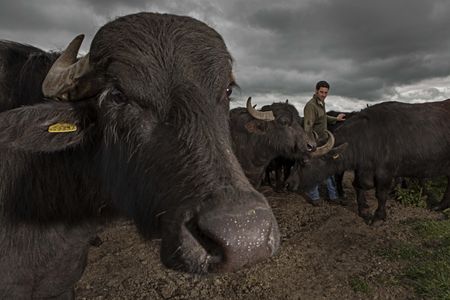 Napton Farm's water buffalo with farmer James Hill who has been on the farm since he was three years old. Photograph: Richard Cannon/Country Life Picture Library