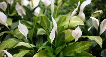 Area with blooming spath flowers. White Peace Lily (Spathiphyllum) flowers with long pistils. Selective focus. Natural background.