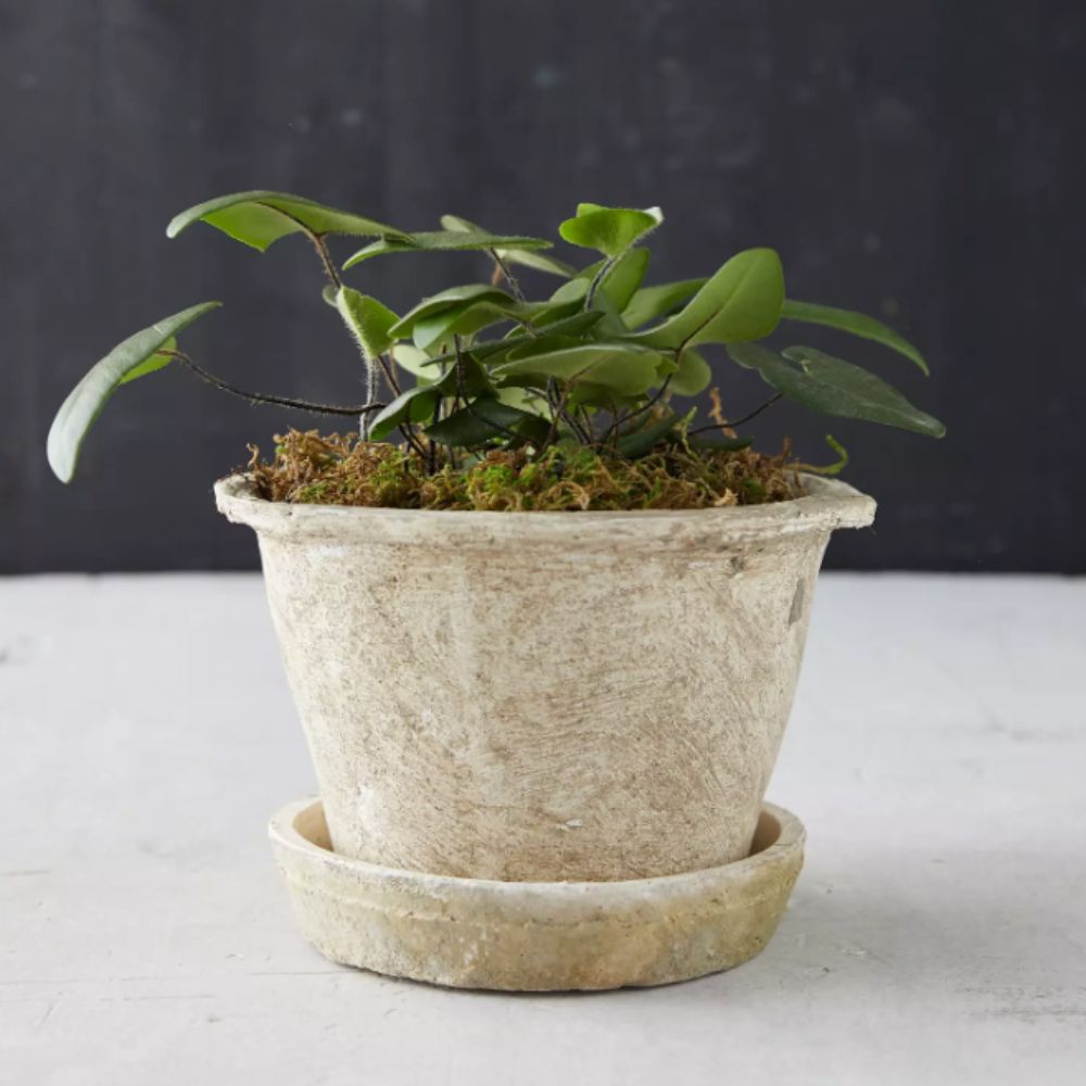 Aged plant pot and saucer