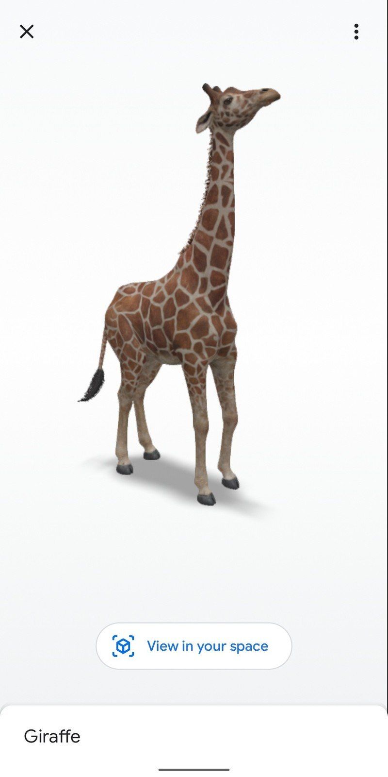 Giraffe