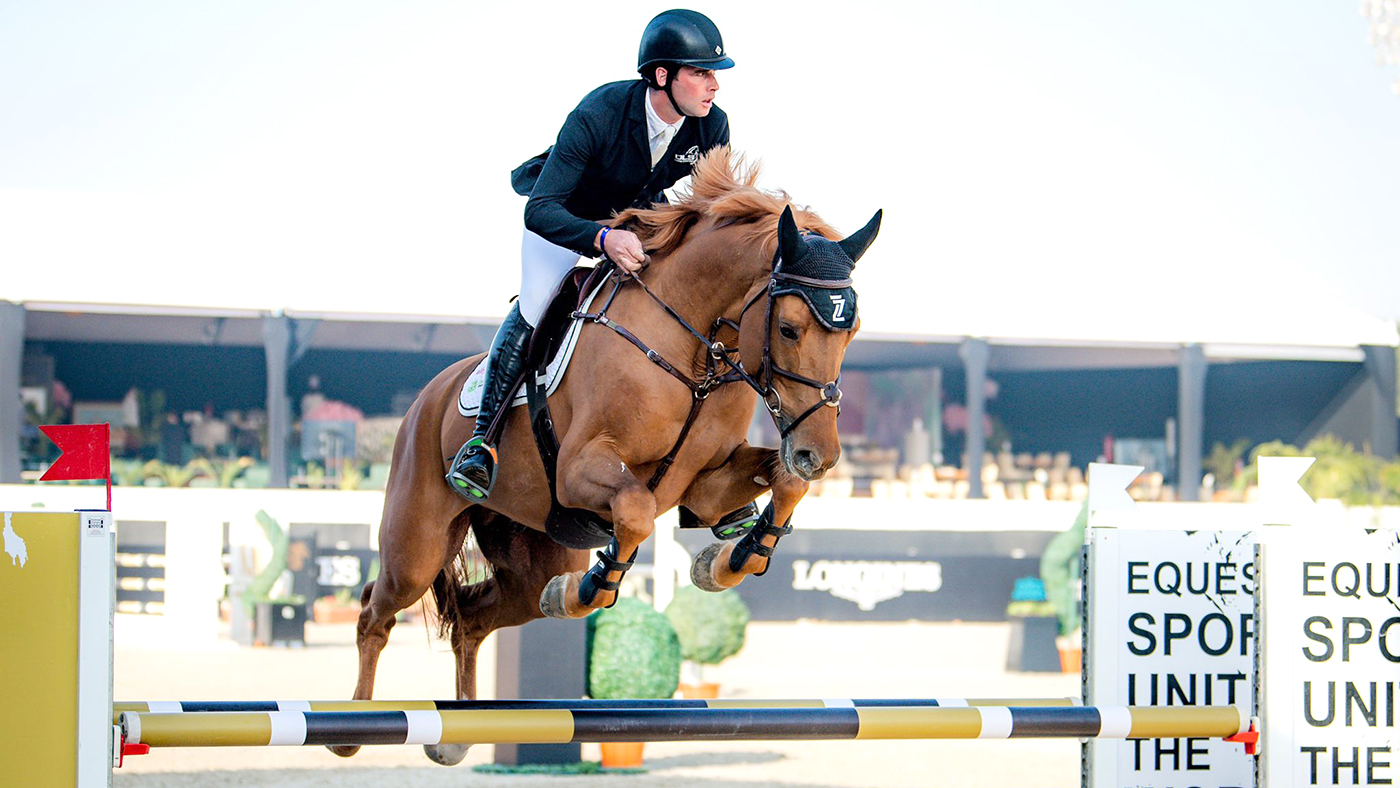 BE Aquila stallion