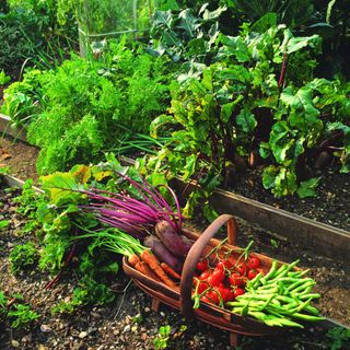 A garden with a vegetable patch a basket of vegetables